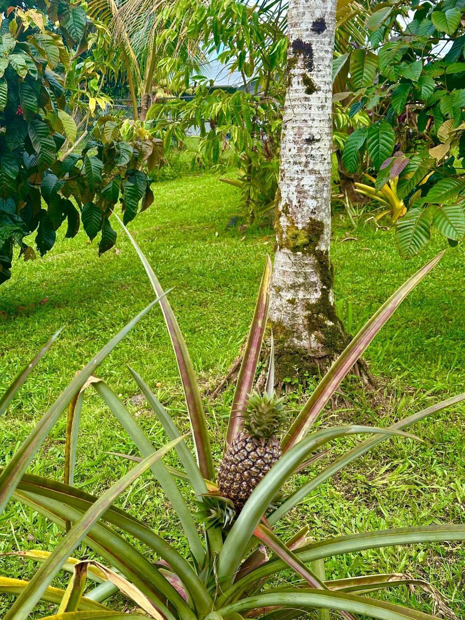 Big Island Getaway Apartment Pahoa Ngoại thất bức ảnh